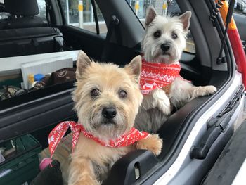 Portrait of dog in car