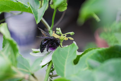 Bombus atratus, pauloensis, black manganga or paramo bumblebee, flower pollination in passion fruit 