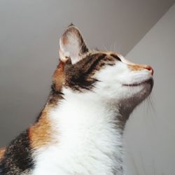Close-up of cat looking away against wall