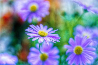 Close-up of purple flower blooming outdoors