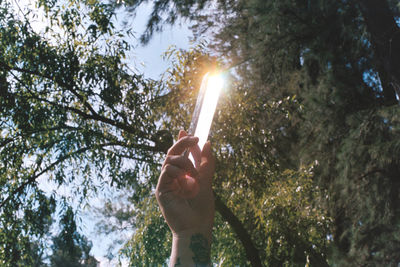 Low angle view of hand holding plants against trees