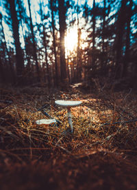 Mushroom in forest