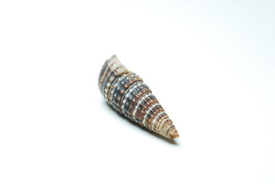 High angle view of shell on white background