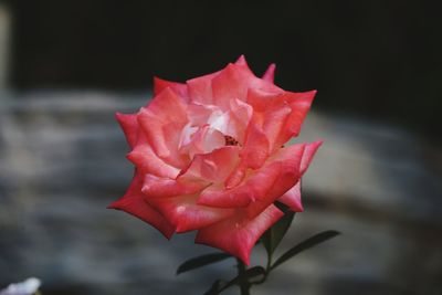 Close-up of pink rose