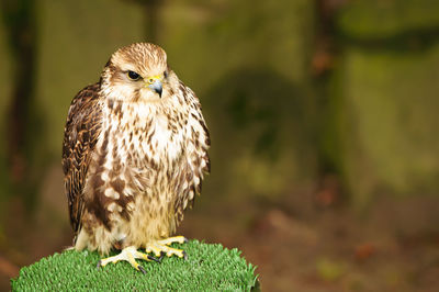 Close-up of owl perching outdoors