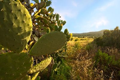 Close-up of cactus growing on field against sky