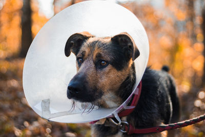 Dog in protective collar 