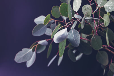 A branch of eucalyptus with fresh round leaves is in a vase and is isolated on a black background.