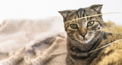 Close-up portrait of cat