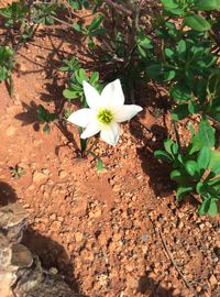 Close-up of white flowers blooming outdoors