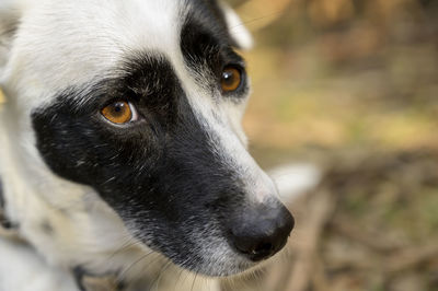 Close-up portrait of dog