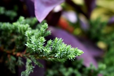 Close-up of purple flowering plant