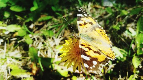 Close-up of butterfly on leaf