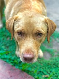 Close-up portrait of dog