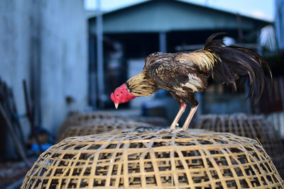 Close-up of a bird in basket