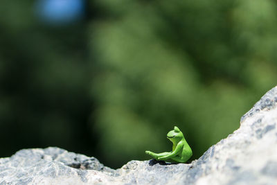 Close-up of frog figurine on rock