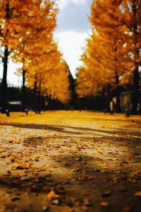 Road amidst autumn trees against sky