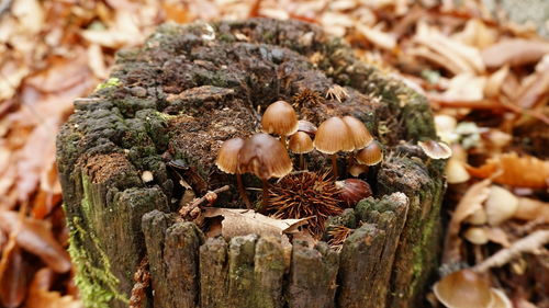 Close-up of mushrooms growing on tree