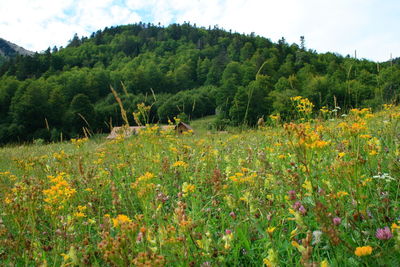 Scenic view of flowering trees on field against sky