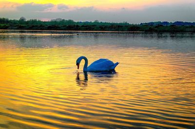 View of bird in water at sunset