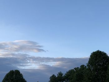 Low angle view of trees against blue sky