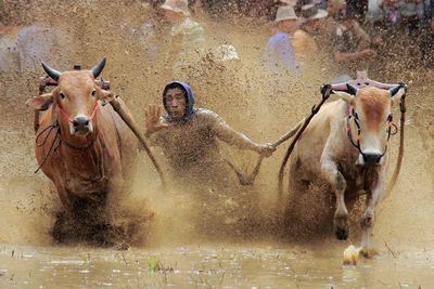 Man with domestic animals running during competition