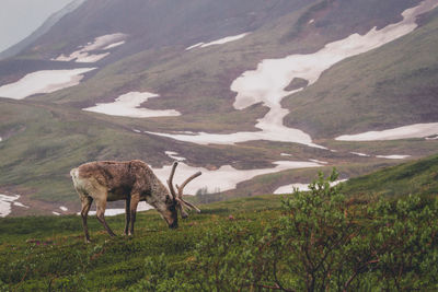 Caribou, animal, wildlife, nature, wild animal