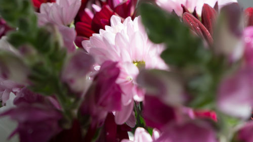 Close-up of pink flowers