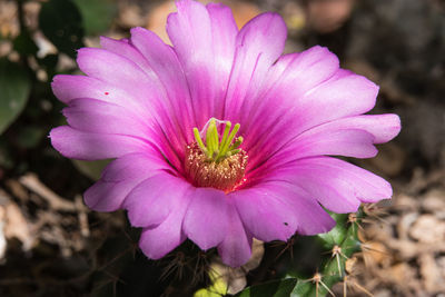 Close-up of pink flower