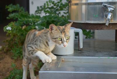 Cat outdoors