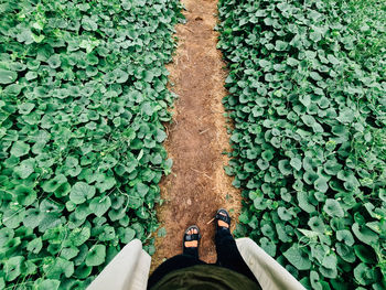 Low section of woman standing amidst plants