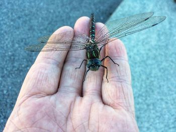 Close-up of insect on hand