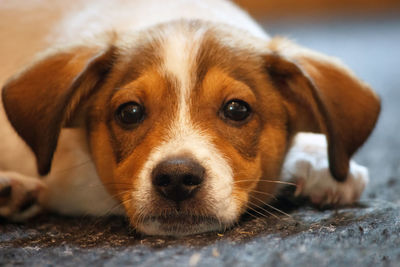 Close-up portrait of dog