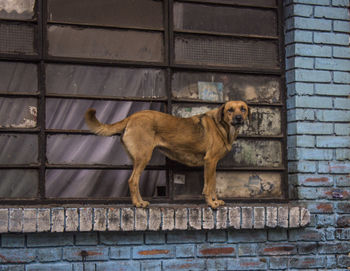 Portrait of brown stray dog on abandoned window sill