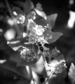Close-up of rose flower