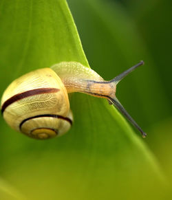 Close-up of snail on leaf