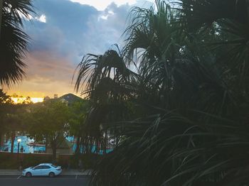 Palm trees against sky during sunset