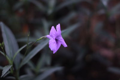 Close-up of pink flower