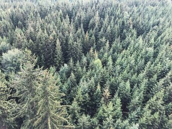 High angle view of pine trees in forest