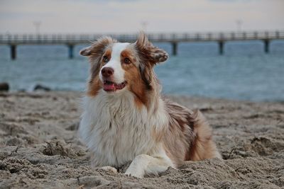 Dog sitting on beach