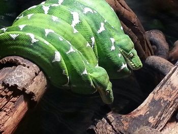 Close-up of lizard on wood