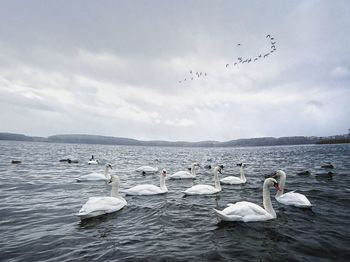 Swans floating on sea against sky