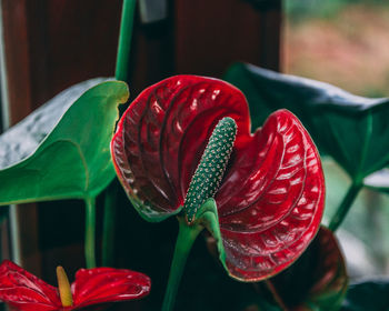 Close-up of red flowers