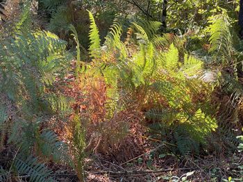 Plants and trees in forest