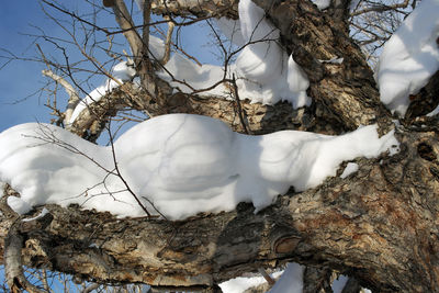 Low angle view of snow on branch against sky