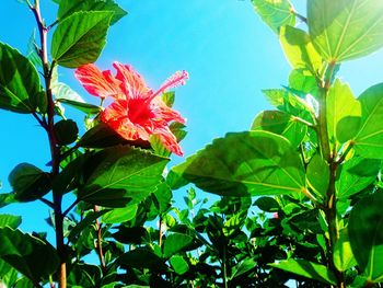 Low angle view of red hibiscus growing on plant against sky