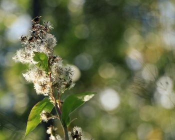 Close-up of flowering plant