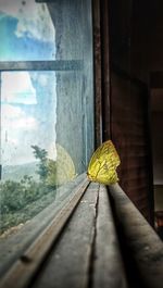 Close-up of butterfly on window