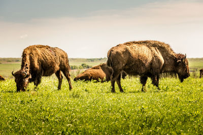 Horses grazing in a field