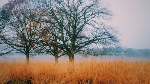 Bare trees on field